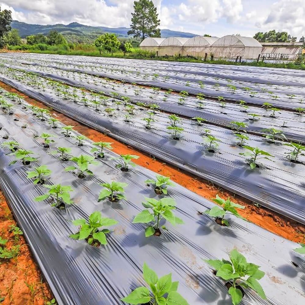 Agricultural Mulch Film